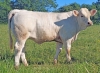 DOSE TAUREAU RAPHAELO - NFR3615681986 - 38A0041