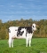 DOSE TAUREAU HINES ISY - NFR3704251244 - 6684692