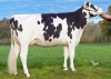 DOSE TAUREAU HINES ISY - NFR3704251244 - 6684692