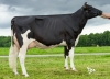 DOSE TAUREAU HINES ISY - NFR3704251244 - 6684692