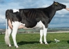 DOSE TAUREAU EHMAN ISY - NFR3704257074 - 6678068