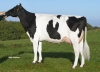 DOSE TAUREAU EHMAN ISY - NFR3704257074 - 6678068