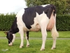 DOSE TAUREAU EHMAN ISY - NFR3704257074 - 6678068
