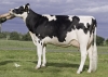 DOSE TAUREAU EHMAN ISY - NFR3704257074 - 6678068