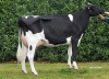 DOSE TAUREAU EHMAN ISY - NFR3704257074 - 6678068