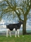 DOSE TAUREAU EHMAN ISY - NFR3704257074 - 6678068