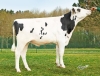 DOSE TAUREAU PAOLO - NFR3719540091 - 6696803