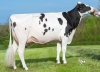 DOSE TAUREAU MONSIEUR - NFR3802996883 - 6691012