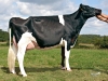 DOSE TAUREAU EDELWEISS - NFR4309210499 - 6678032