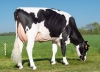 DOSE TAUREAU EDELWEISS - NFR4309210499 - 6678032