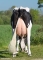 DOSE TAUREAU EDELWEISS - NFR4309210499 - 6678032