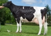 DOSE TAUREAU EDELWEISS - NFR4309210499 - 6678032