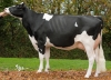 DOSE TAUREAU EDELWEISS - NFR4309210499 - 6678032