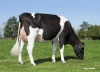 DOSE TAUREAU EDELWEISS - NFR4309210499 - 6678032