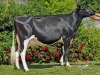 DOSE TAUREAU EDELWEISS - NFR4309210499 - 6678032