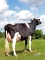 DOSE TAUREAU EDELWEISS - NFR4309210499 - 6678032