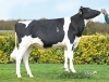 DOSE TAUREAU PERFORMANT - NFR4404998860 - 6695790