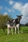 DOSE TAUREAU LEEFONG - NFR4405187421 - 6690089