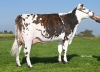 DOSE TAUREAU LATACAN - NFR4407335072 - 5689098