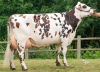 DOSE TAUREAU LATACAN - NFR4407335072 - 5689098