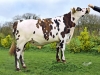 DOSE TAUREAU LUPUS - NFR4407335207 - 5690201