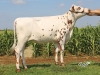 DOSE TAUREAU LUPUS - NFR4407335207 - 5690201