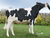 DOSE TAUREAU NAMA P - NFR4421682433 - 6692271