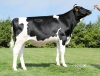 DOSE TAUREAU PERFECT - NFR4421704281 - 6695403