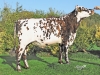 DOSE TAUREAU OXYMORE - NFR4425460457 - 5694546