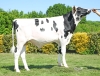 DOSE TAUREAU SPEEDY P - NFR4427394649 - 6698421
