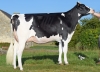 DOSE TAUREAU POLFOUX P - NFR4428406233 - 6695792