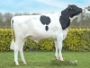 DOSE TAUREAU SITOLO - NFR4428406367 - 66A0084
