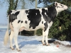 DOSE TAUREAU FLOW - NFR4432722567 - 6679479