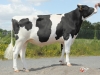 DOSE TAUREAU FACETIE - NFR4432722581 - 6680329