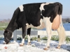 DOSE TAUREAU FACETIE - NFR4432722581 - 6680329