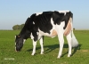 DOSE TAUREAU FACETIE - NFR4432722581 - 6680329