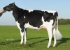 DOSE TAUREAU FACETIE - NFR4432722581 - 6680329