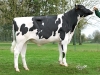 DOSE TAUREAU NUBILENE - NFR4432723044 - 6692893