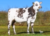 DOSE TAUREAU VAGALAM - NFR4433490113 - 56A4184