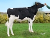 DOSE TAUREAU NIVERNAIS - NFR4437474083 - 6692880