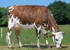 DOSE TAUREAU NATANGA - NFR4444062222 - 5692908