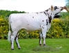 DOSE TAUREAU REDBULL - NFR4444062437 - 5696937