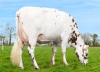 DOSE TAUREAU REDBULL - NFR4444062437 - 5696937