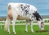 DOSE TAUREAU OVERTOU - NFR4445271638 - 6694527