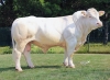 DOSE TAUREAU REVE - NFR4446792098 - 3898469