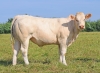 DOSE TAUREAU REVE - NFR4446792098 - 3898469