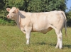 DOSE TAUREAU REVE - NFR4446792098 - 3898469