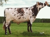 DOSE TAUREAU LACANAU - NFR4451202293 - 5689100