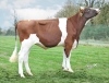 DOSE TAUREAU TEAM P - NFR4451379033 - 19A1731