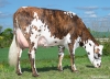 DOSE SEXEE FEM 90 TAUREAU PASTOREO - XFR4453547129 - 5695418